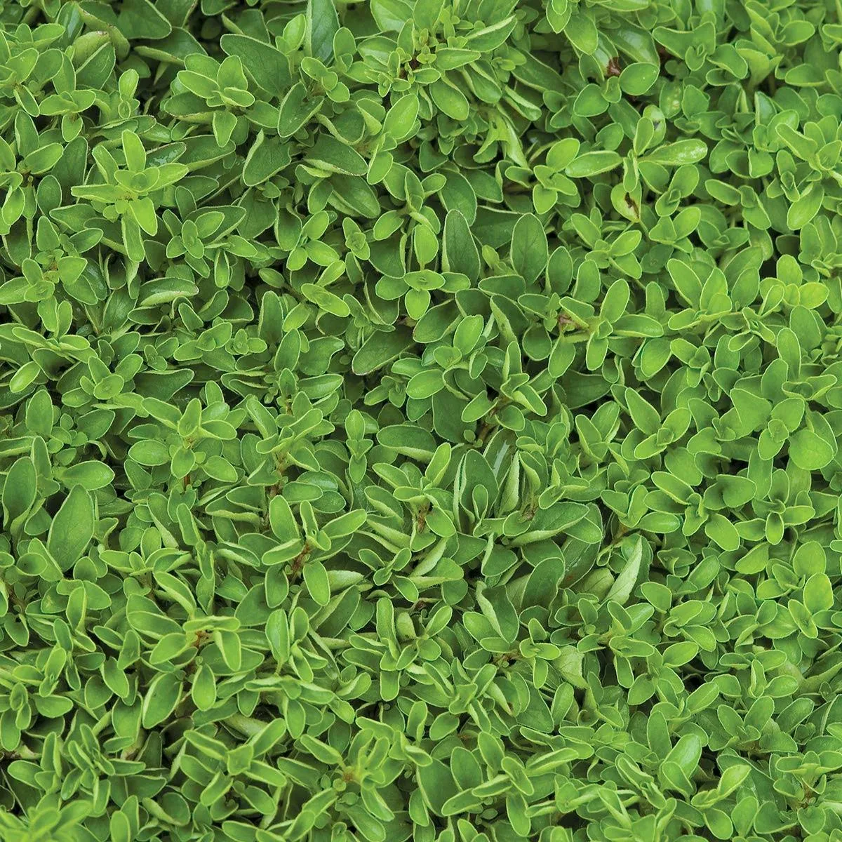 Burpee Sweet Marjoram Seeds 2000 Seeds