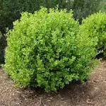 Miniature Evergreen Privacy Screen: Buxus Microphylla-Japanese Box and Littleleaf Box Shrub Tree with 20 Seeds for Easy Growth