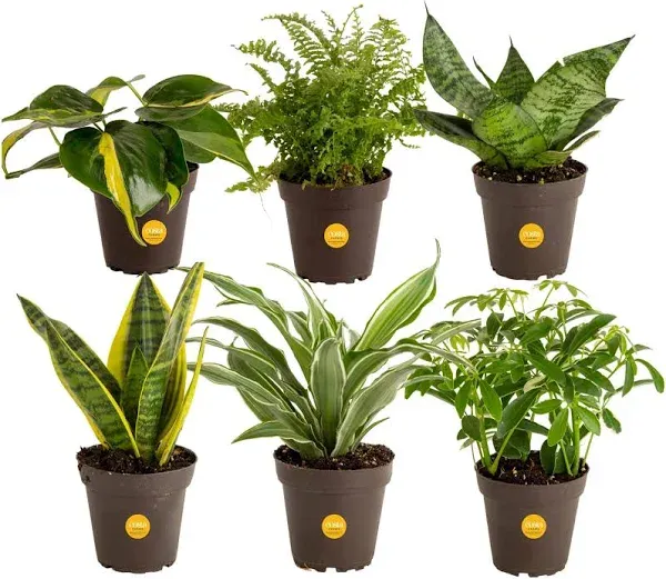 Costa Farms Live House Plants (6 Pack), Easy Grow Houseplants, Potted in Indoor Garden Plant Pots, Grower's Choice Clean Air Purifier Planter Set, Potting Soil Mix, Gift for Home and Office Decor