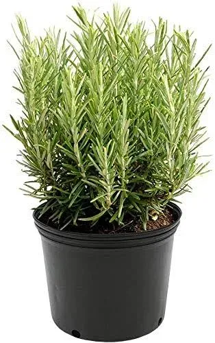 American Plant Exchange Rosemary Tuscan Blue Live Plant