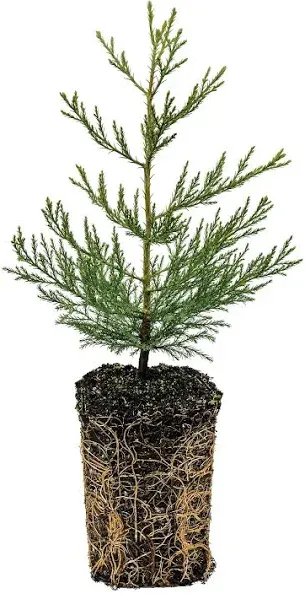 The Jonsteen Company Giant Sequoia XL Tree Seedling