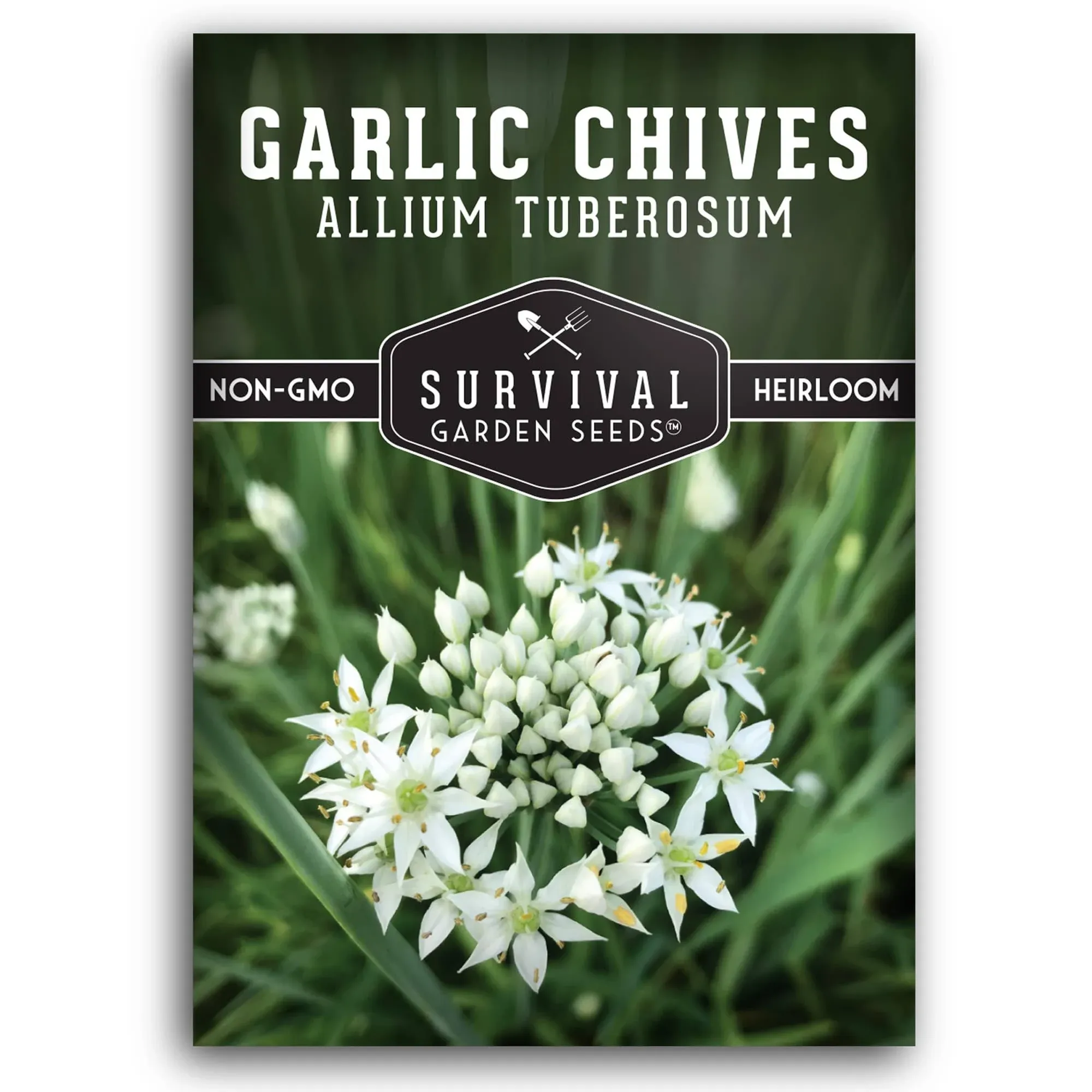 Garlic Chive Seeds for Planting