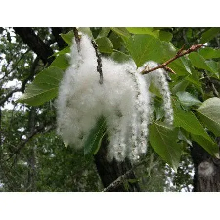 2 Cottonwood Tree Cuttings - Grow 2 Trees - Fast Growing Trees for Shade and privacy.