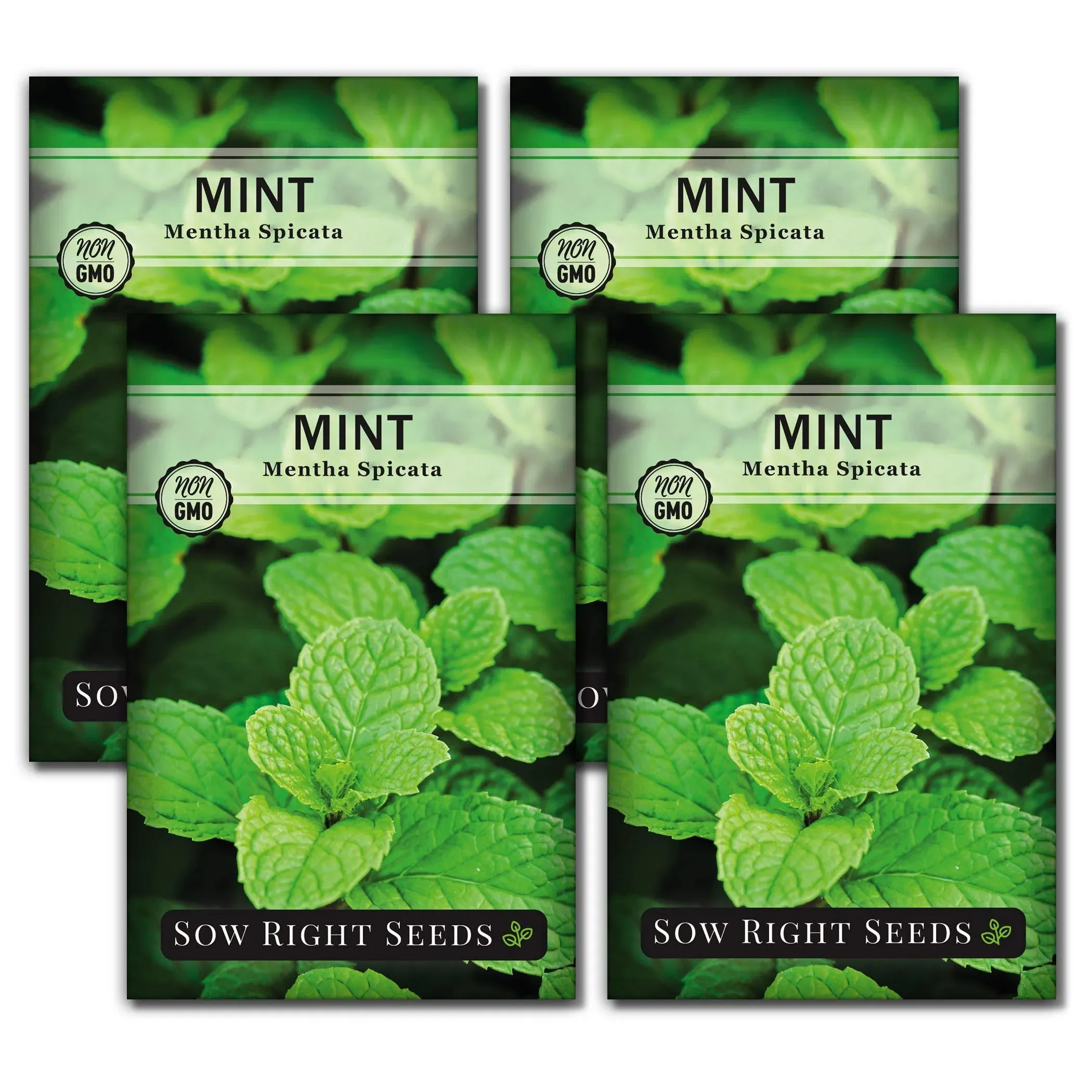 Sow Right Seeds - Mint Seed for Planting - Non-GMO Heirloom Packet with Instructions to Plant an Herbal Tea Garden - Indoors or Outdoor - Perennial and Fragrant - Hydroponics and Kitchen Gardening (4)