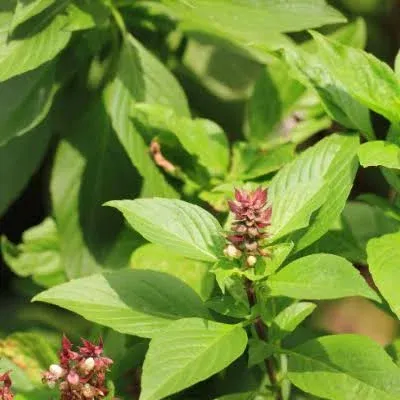 Clovers Garden Thai Basil Two Live Herb Plants